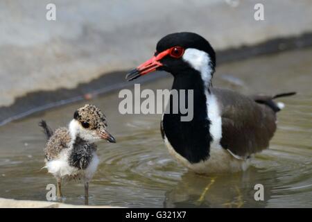 Jaipur, Inde. 06 Juin, 2016. Les oiseaux à Jhalana Nature Park à Jaipur, Rajasthan. Jhalana Jhalana ou forêt Nature Park répartis sur 33 km2 à l'est de Jaipur. Les touristes venant à Jaipur auront maintenant plus de hâte à côté des forts et des palais. Pour les amoureux de la faune forestière Jhalana est la meilleure option pour voir des léopards, Blue Bulls, Langoors macaques, cerfs communs repèrés, Varan, paons, Kingfisher et beaucoup plus d'oiseaux et d'animaux. Credit : Vishal Bhatnagar/Pacific Press/Alamy Live News Banque D'Images