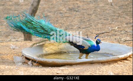 Jaipur, Inde. 06 Juin, 2016. Un paon à Jhalana Nature Park à Jaipur, Rajasthan. Jhalana Jhalana ou forêt Nature Park répartis sur 33 km2 à l'est de Jaipur. Les touristes venant à Jaipur auront maintenant plus de hâte à côté des forts et des palais. Pour les amoureux de la faune forestière Jhalana est la meilleure option pour voir des léopards, Blue Bulls, Langoors macaques, cerfs communs repèrés, Varan, paons, Kingfisher et beaucoup plus d'oiseaux et d'animaux. Credit : Vishal Bhatnagar/Pacific Press/Alamy Live News Banque D'Images