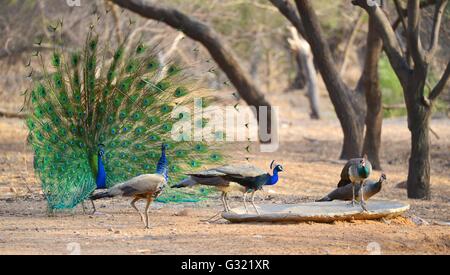 Jaipur, Inde. 06 Juin, 2016. Un paon danse à Jhalana Nature Park à Jaipur, Rajasthan. Jhalana Jhalana ou forêt Nature Park répartis sur 33 km2 à l'est de Jaipur. Les touristes venant à Jaipur auront maintenant plus de hâte à côté des forts et des palais. Pour les amoureux de la faune forestière Jhalana est la meilleure option pour voir des léopards, Blue Bulls, Langoors macaques, cerfs communs repèrés, Varan, paons, Kingfisher et beaucoup plus d'oiseaux et d'animaux. Credit : Vishal Bhatnagar/Pacific Press/Alamy Live News Banque D'Images