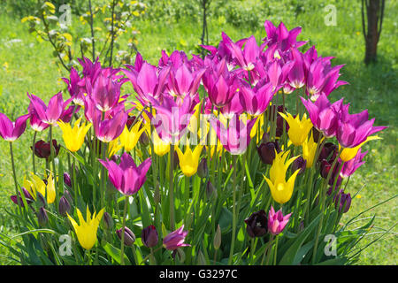 Tulipes 'Purple Dream' , 'West Point' (jaune) et 'Paul Scherer (noir) Banque D'Images