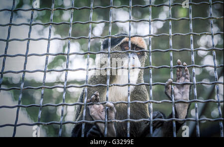 Singe dans une cage regarde tristement dans la distance. Banque D'Images