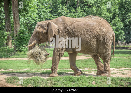 À l'éléphant d'halage plantation du foin. Banque D'Images