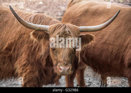 Close up of Scottish Highland cow en décrochage. Banque D'Images