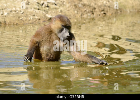 Babouin de Guinée (Papio papio) marcher dans l'eau Banque D'Images