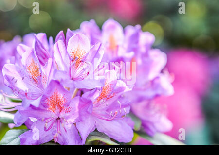 Fleur Rhododendron mauve lumineux close up Banque D'Images