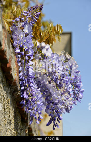 Gros plan de fleurs Wisteria sinensis bleu sur fond de ciel bleu Banque D'Images