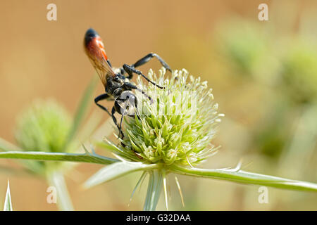 À bandes rouges macro wasp de sable (Ammophila) vu de l'avant sur thistle Eryngium genre Banque D'Images