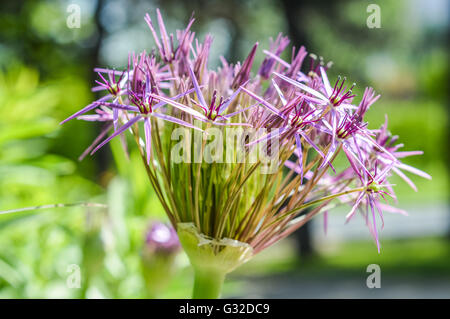 Close up de l'oignon d'ornement en fleurs Banque D'Images
