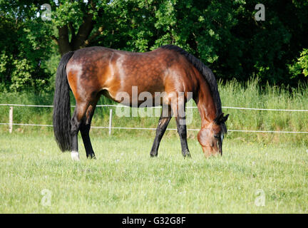 Un cheval brun debout dans un pâturage et mange de l'herbe Banque D'Images