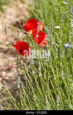 Chelsea Flower Show 2016 James Basson Jardin L'Occitane Banque D'Images