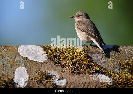 Spotted Flycatcher sauvages (Muscicapa striata) perché sur un toit. Image prise à Angus, Scotland, UK. Banque D'Images