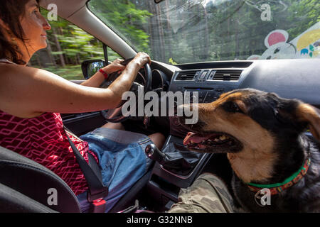 La voiture de chien de femme, la femme conduit la voiture et le chien est dans le siège avant Banque D'Images