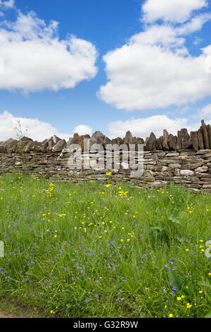 Bord de la route avec des fleurs sauvages dans les Cotswolds. L'Angleterre Banque D'Images