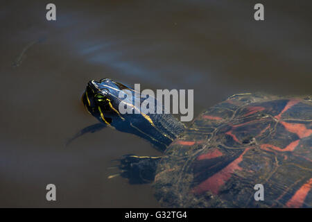 Floride Red Bellied Cooter Banque D'Images