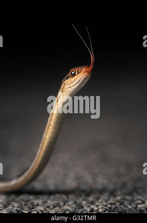 Peninsula Ribbon Snake (Thamnophis sauritus sackenii) langue de fleking, les Everglades, Floride, États-Unis Banque D'Images