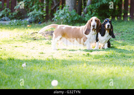 Deux chiens basset hound in garden Banque D'Images