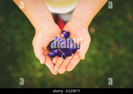 Vue de dessus de Girl holding poignée de fleurs violettes Banque D'Images