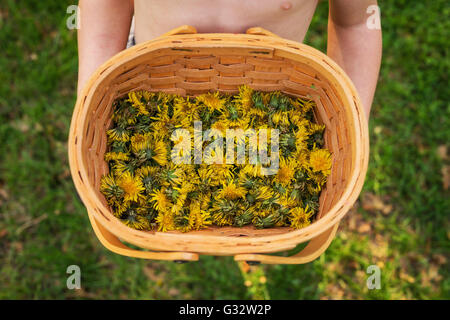 Vue de dessus de boy holding panier plein de fleurs de pissenlit Banque D'Images