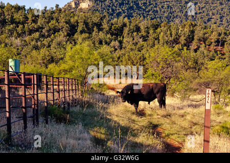 Bull debout dans Field, Arizona, Etats-Unis Banque D'Images
