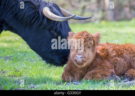 Highlander Écossais né à tête de veau vache mère Banque D'Images