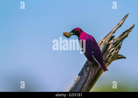 À dos Violet starling dans Kruger National Park, Afrique du Sud ; Espèce Cinnyricinclus leucogaster famille des Sturnidae Banque D'Images