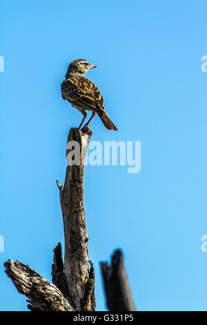 Alouette Sabota en Kruger National Park, Afrique du Sud ; Espèce Calendulauda sabota famille des Alaudidae Banque D'Images