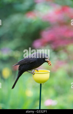 Turdus merula. Blackbird se nourrit de vers de farine à partir d'une couleur tasses mangeoire Banque D'Images