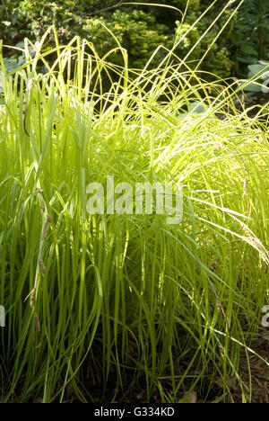 Carex elata aurea, Carex or , herbe ornementale Banque D'Images