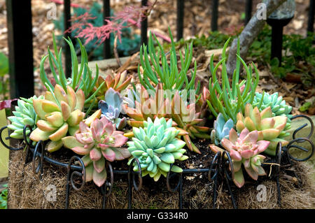 Un assortiment de plantes succulentes dans la corbeille en fil Banque D'Images