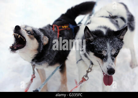 ?K skero, Finlande, Husky de Sibérie découvre ses dents Banque D'Images