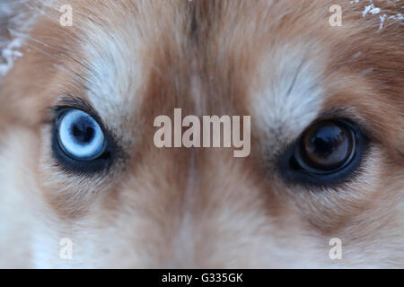 ?K skero, Finlande, Close-up, les yeux de couleur différente d'un husky de Sibérie Banque D'Images