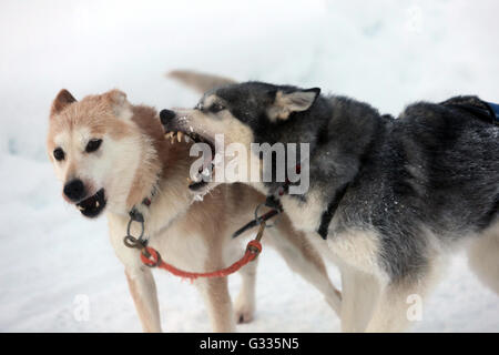 ?K skero, Finlande, Siberian Huskies grincent des dents Banque D'Images