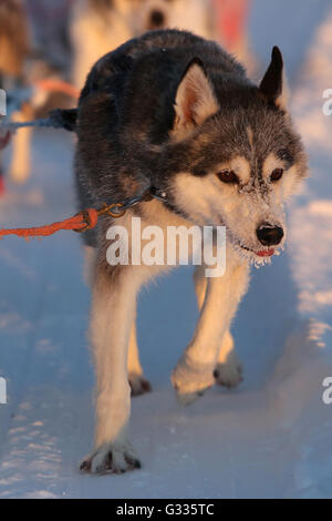 ?K skero, Finlande, Husky de Sibérie dans un traîneau à chiens Banque D'Images