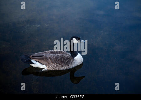 Bernache du Canada (Branta canadensis) , Canadian Goose Banque D'Images