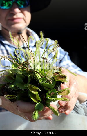 Close up of hand holding Venus Fly Trap Banque D'Images