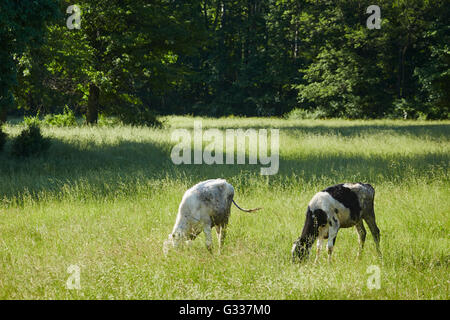 Vaches qui paissent sur l'herbe, Amish Country, Bowmansville, comté de Lancaster, Pennsylvanie, USA Banque D'Images