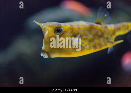 Cowfish Lactoria cornuta, Longhorn, est de la famille boxfish et peut être trouvé dans l'Indo-Pacifique. Banque D'Images