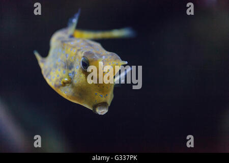 Cowfish Lactoria cornuta, Longhorn, est de la famille boxfish et peut être trouvé dans l'Indo-Pacifique. Banque D'Images