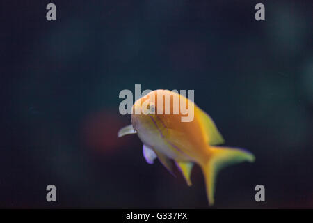 Lyretail fairy basslet Pseudanthias squamipinnis poisson nage sur un récif de corail dans l'océan. Banque D'Images