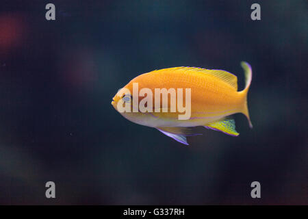 Lyretail fairy basslet Pseudanthias squamipinnis poisson nage sur un récif de corail dans l'océan. Banque D'Images