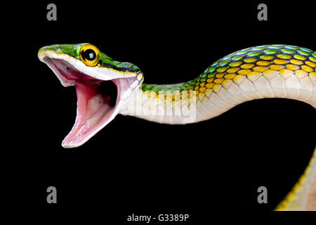 Parrotsnake (Leptophis ahaetulla) Banque D'Images