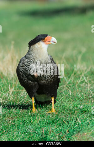 Caracara huppé (Caracara plancus), Parc National Torres del Payne, Patagonie chilienne, Chili Banque D'Images