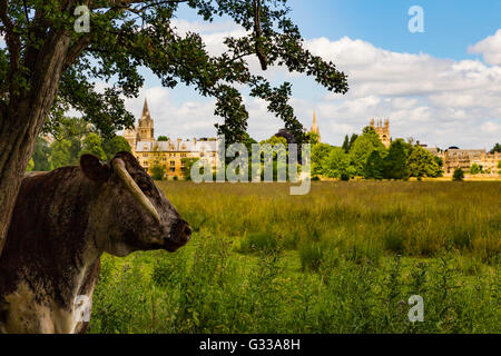 English Longhorn, Christ Church Meadow, Oxford, Oxfordshire, Angleterre, Royaume-Uni Banque D'Images