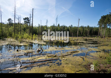 Les arbres morts ou mourants, Moss Blakemere Delamere Forest, Cheshire, England, UK Banque D'Images