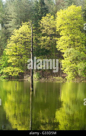 Mourir dans l'arbre, lac mort Delamere Forest, Cheshire, England, UK Banque D'Images