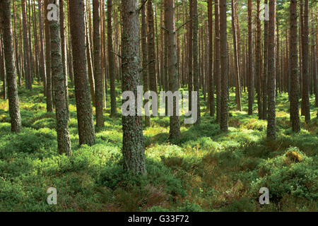 Plus Glen, Glenmore National Nature Reserve, parc national de Cairngorm, Badenoch & Speyside Banque D'Images