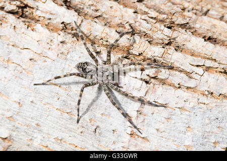 Pêche foncé (araignées dolomedes tenebrosus) prêt pour l'attaque camouflée sur l'écorce des arbres. Banque D'Images