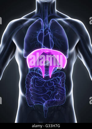 Les droits de l'anatomie du diaphragme Banque D'Images