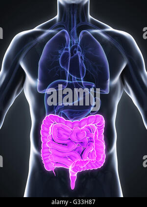 Les droits de l'intestin anatomie Banque D'Images