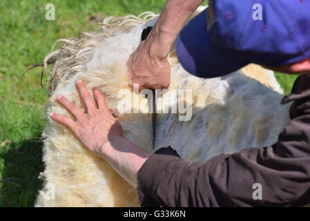 Habilement un homme d'un mouton laine cisailles Banque D'Images